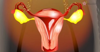 estrogen hormones are produced in the ovaries 