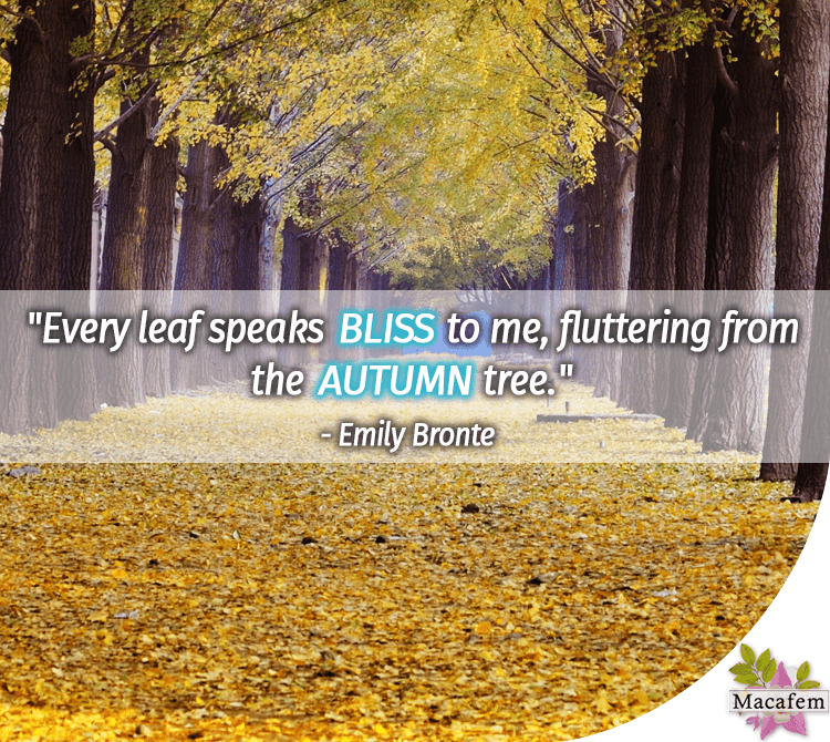 Every leaf speaks bliss to me