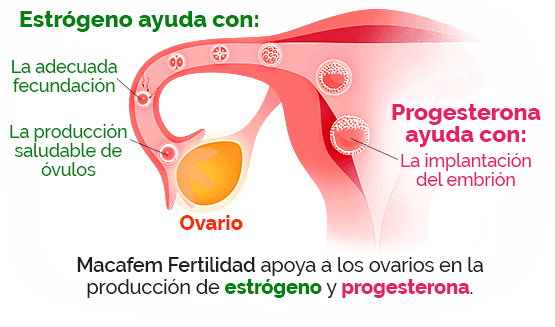 cómo funciona Macafem fertilidad