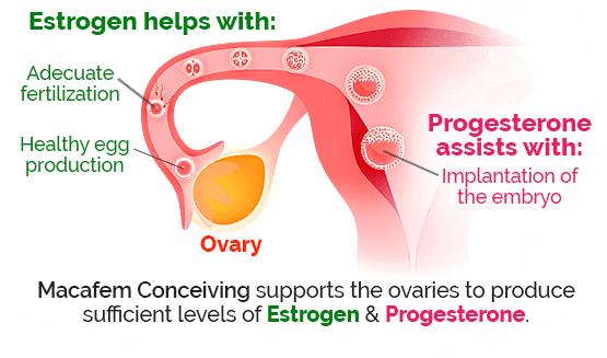 How Does Macafem Conceiving Work