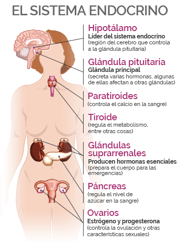 macafem sistema endocrino