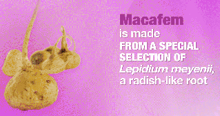 what-is-macafem-2